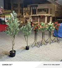 شجر زيتون • متوفرة