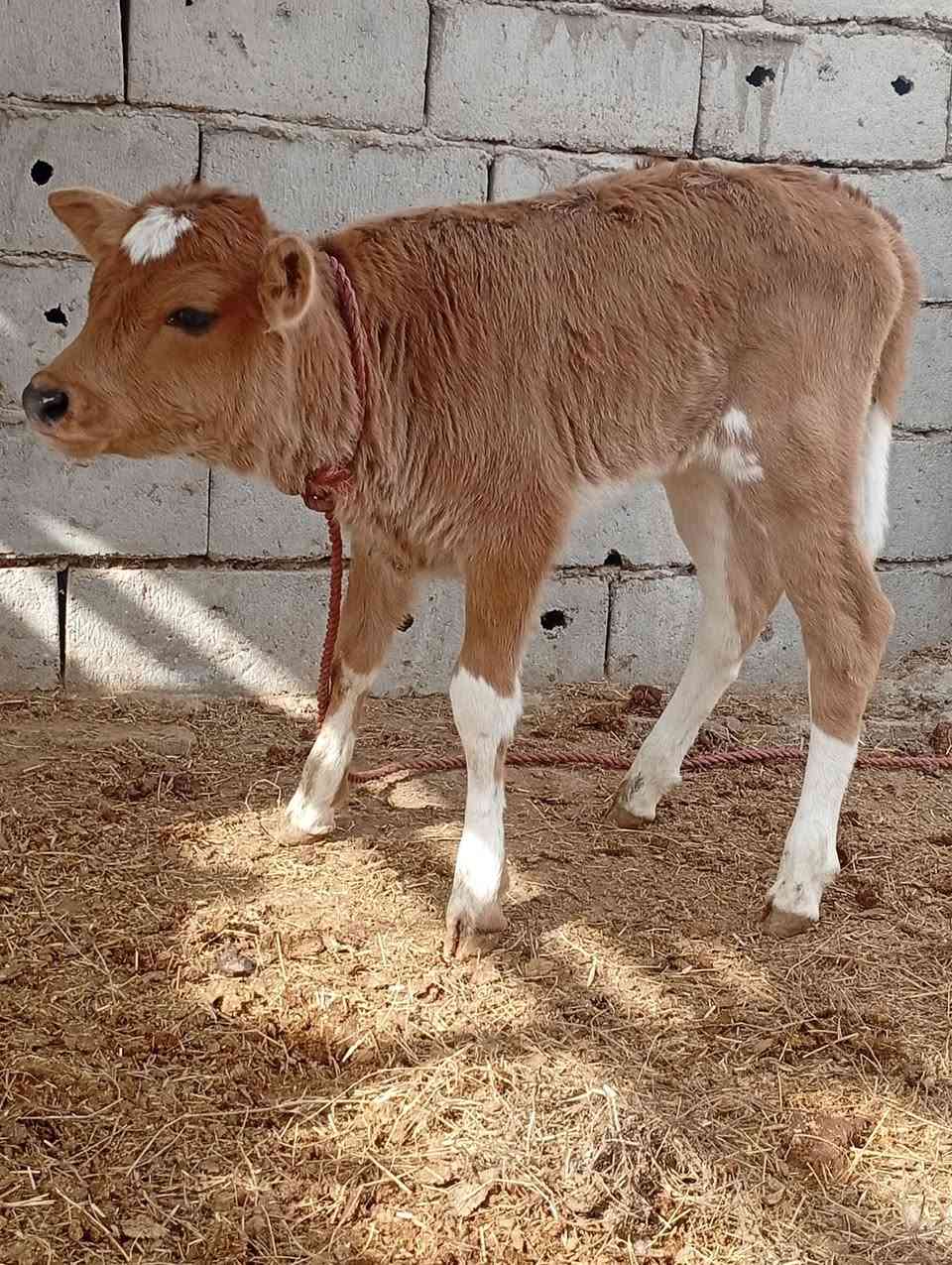 بقره جمه عرموطه اصل بلاديه وراهه بجر جمه اصل حليب ودسامه خير من الله متعهده بكافه شروط الجني بابل ناحيه الشوملي السعر ٢٦٥٠ وشراي يدلل للاتصال *********** واتساب *********** يوجد توصيل لبعض المحافظات وحسب الاتفاق
