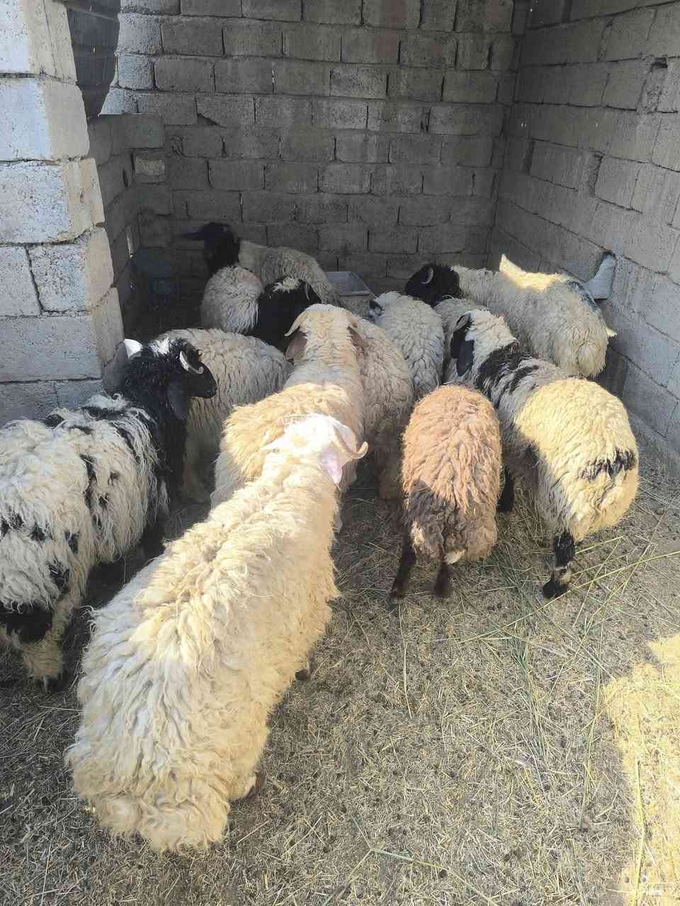 السلام عليكم طليان للبيع 12 طلي خشنات وراهمات طليان مال ربط حلال رقم واحد 
للبيع ويرهم مراوس بحلال 
اليريدهن لفيف واليريد مفرد كلشي يرهم 
***********
