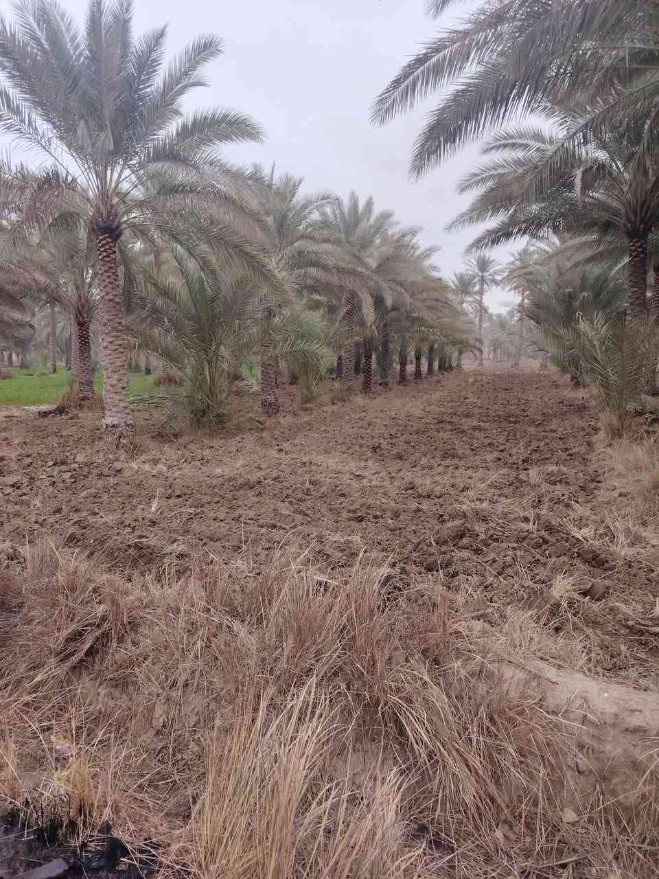 اللهم صل على محمد وال محمد
ارض للبيع المساحه 3 دونم طابو زراعي 25 تحويل باسم المشتري كربلاء الحسينيه منطقة البركه وجه شارع تبليط السعر الكلي ٣٢٥ الاستفسار ع الرقم ***********
