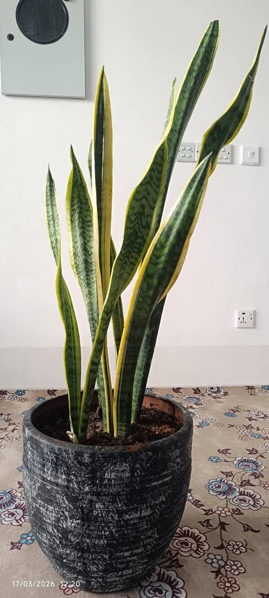 ئەم گوڵانەبۆ فرۆشتن هەموویان گەورەن وسعریان گونجاوە


**إذا كنت صاحب هذا الإعلان وتريد حذفه لأي سبب، رجاءا أرسل رسالة إلى الدعم الفني**