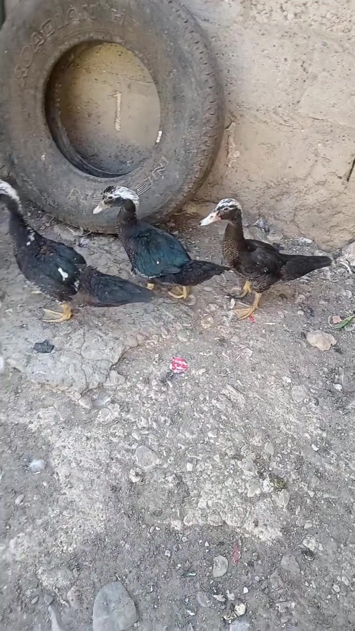 للبيع ***********
