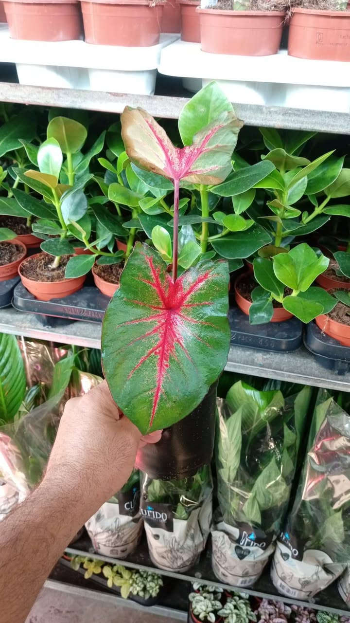 البساطة لا تكلّفك الكثير ! 
دع لقلبك فُرصة النقاء وّ استمتع بالحياة💚

نبتة طبيعية في بيتك تزيده جمال ✨  
وتبعث في النفس راحة وطاقة إيجابية طول الشهر الكريم 🌿🦋
#نباتات_ظلية جديدة توفرت اليوم 
(وصلنا كف الوز الوان نادرة)
ونباتات مائية شوفوا الصور وجمالهم 👇
للحجز والاستفسار مراسلة الصفحة 
توصيل متوفر لكل المحافظات


**إذا كنت صاحب هذا الإعلان وتريد حذفه لأي سبب، رجاءا أرسل رسالة إلى الدعم الفني**