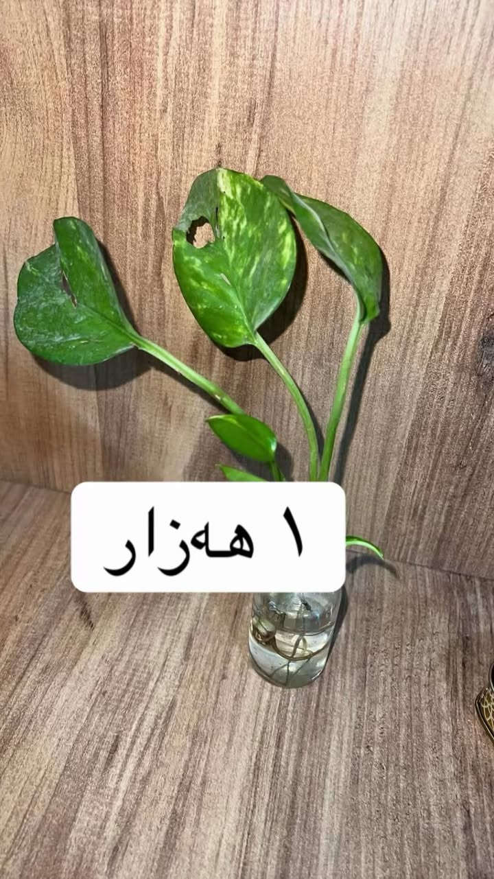 سڵاو ئەم گوڵانە بۆ فرۆشتن نرخیان لەسەر نوسراوە سلێمانی گەیاندن هەیە


**إذا كنت صاحب هذا الإعلان وتريد حذفه لأي سبب، رجاءا أرسل رسالة إلى الدعم الفني**