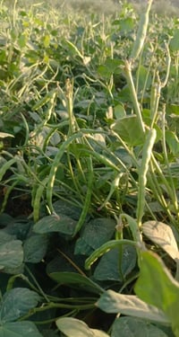 بذور • الوبيه • مريكي