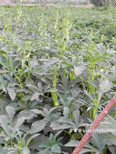 يوجد بذور باميه سلطانه عبير لهلوبه اللطيفيه عل سريع دولي جسر الخامس للاتصال ***********
