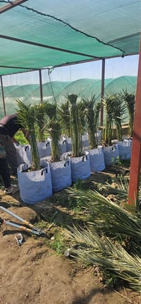 بريم قلع بطينته • أحجام دبل • بابل السريع الدولي