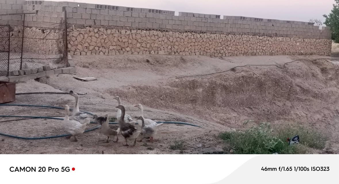 موجود وز للبيع سعر الزوج 55 وبي مجال العدد 6 مع ثنين مخاليف
للاتصال ***********
