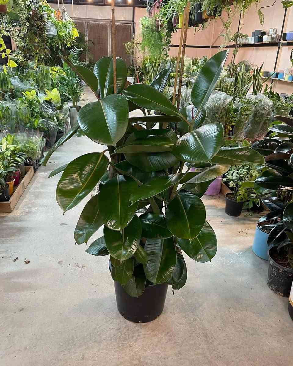 🌿 نبات المطاط.. ملك الديكور وهيبة المكان 🌿
​إذا كنت تبحث عن نبات يجمع بين فخامة الشكل وقوة التحمل، فـ نبات المطاط (Ficus Elastica) من مشتل الغصن الأخضر هو الخيار المثالي لإضافة لمسة ملكية لمنزلك أو مكتبك.
​لماذا يجب أن تقتني نبات المطاط؟
​🍃 أوراق فاخرة: يتميز بأوراقه الكبيرة، الجلدية، واللامعة التي تعطي انطباعاً فورياً بالرقي والنظافة.
​✨ منقي طبيعي للهواء: يعتبر من أقوى النباتات في امتصاص الملوثات وتنقية جو الغرفة، ليعطيك بيئة صحية ومنعشة.
​💪 نبات صبور: يتحمل مختلف الظروف المنزلية، ولا يحتاج لعناية معقدة، مما يجعله صديقاً رائعاً للمبتدئين.
​🏠 قطعة ديكور حية: بفضل لونه الأخضر الداكن ونموه العمودي الجذاب، يملأ الزوايا الفارغة ويحولها إلى ركن فني.
​عزز جمال بيتك بنبات يجمع بين القوة والجمال.. وبسعر مناسب جداً!
​💥 سعر المنتج: 6000 الف دينار 📲 لطلب المنتج واتساب: 0786 934 9257
