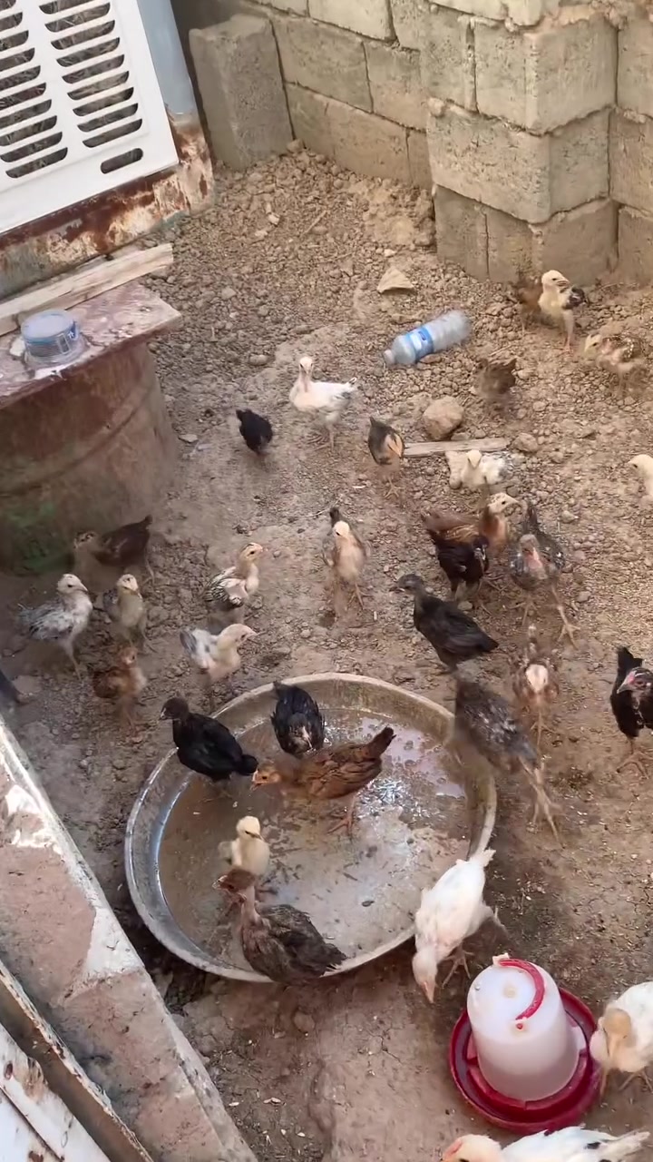 البيع سعر زوج ٦ الف  المكان يم جسر الفرنسي


**إذا كنت صاحب هذا الإعلان وتريد حذفه لأي سبب، رجاءا أرسل رسالة إلى الدعم الفني**