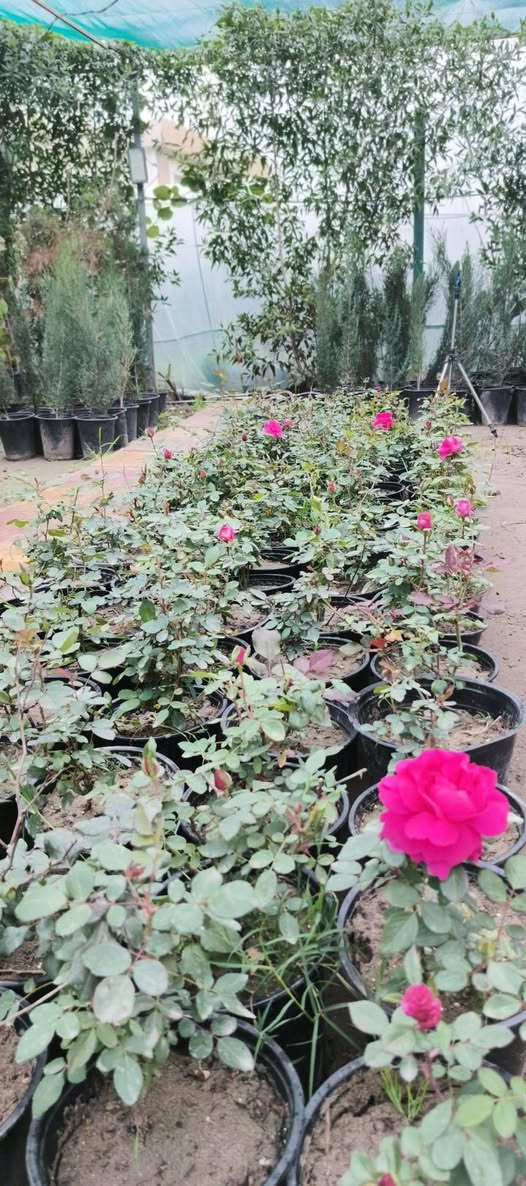 #ياعلي تم وصول الجوري السلطاني العطوي
ب #2000 بس للحجز والاستفسار مراسله الصفحه او الاتصال على الرقم التالي :
***********
