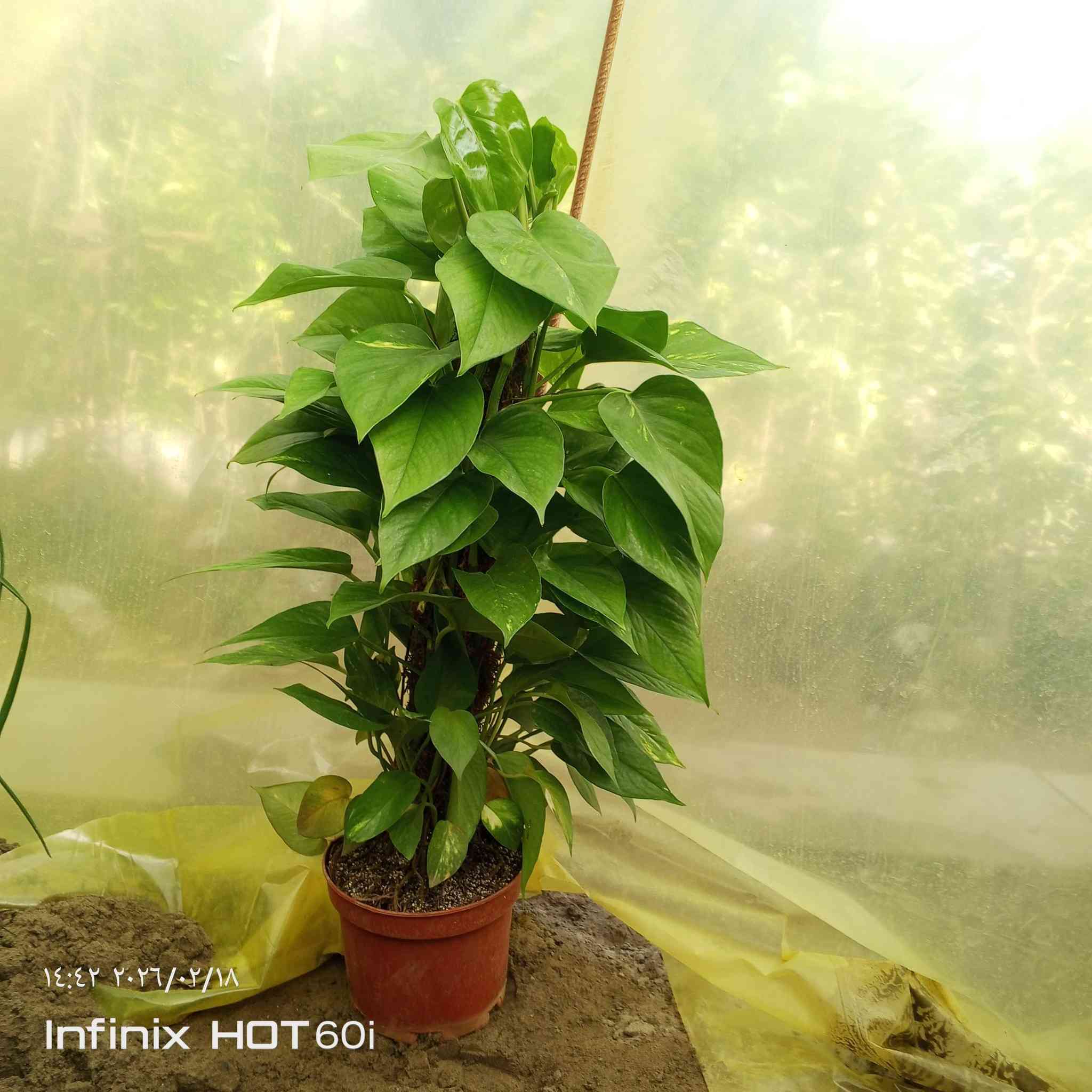 كل ماهو جديد ومتميز العنوان الشارع العام مجاور جملوانت  مجمع الكوري استفسار ***********/***********
