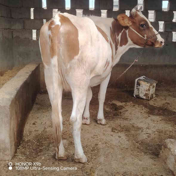 السلام عليكم
اخون يوجد بجر من امهات اصايل درجه اولى 
عشار 8 اشهر ماطول اقل شهر ونص وتلد ان شاءالله 
هولنديه درجه اولى وين جنايه وين اهل نضيف حلال ماشاء الله رقم واحد
توها كايمه تنزل ماعون من بخت جناي حلال يسوه جنيته

العنوان شرقاط قريه شكرا
***********
