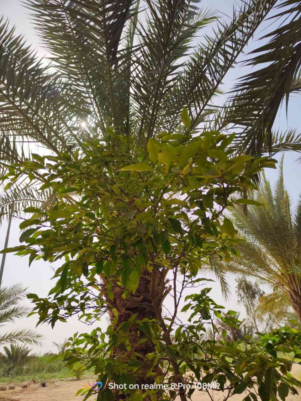 سلام عليكم ارض طابو زراعي للبيع 
المساحه 2 دونم ونص بيه 3 بيوت 
ومتوفر كافات الخدمات العنوان كفل ام نعجه  طريق كربلاء نجف استفسار اكثر 
الاتصال  ‭0783 885 1910‬
