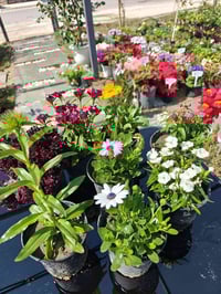 مشتل سما الربيع • ٨ شتلات • توصيل