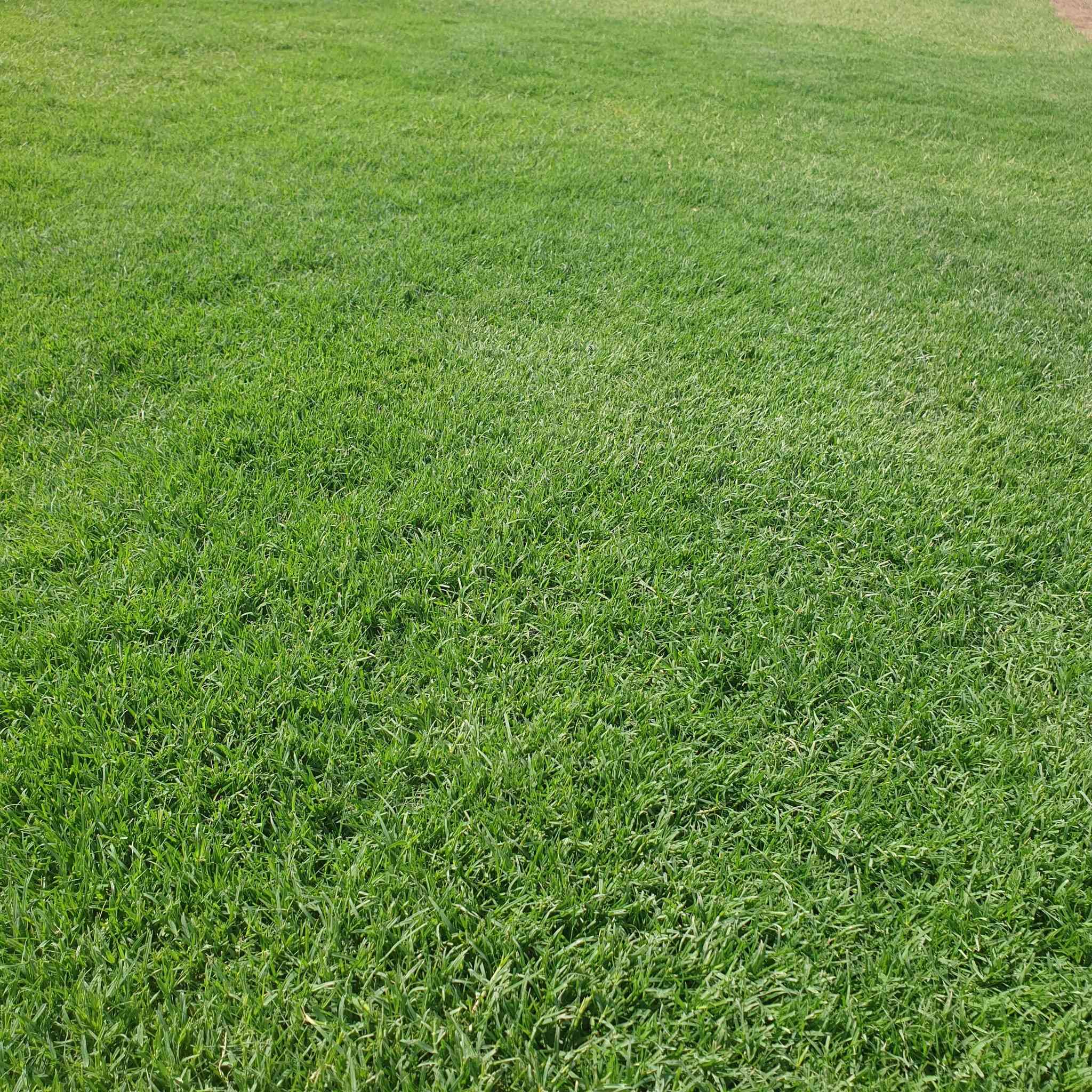 مرحبآ بكم في مجموعه مزارع ديالى لثيل الهندي الطبيعي 🌿🌱
 نقدم لكم افضل انوع الثيل الطبيعي عالي الجوده يتحمل كافه الظروف البيئية.🌦️🌞
دائم الخضرة🌿🌳 وباسعار تنافسيه وعروض مميزة ☘️❤️
#مستعدون لتجهيز وفرش الحدائق🏡 ودوائر الدولة🏡والمنازل🏡🏡
و تجهيز الملاعب🏟️ والمنتزهات بانسب الاسعار مع #ضمان الجودة العالية في العمل👷👷

مع خدمة التوصيل خلال24ساعه🚛🚛
#الاسعار 💵💸 تختلف حسب الكمية 

 التواصل مع الصفحة عن طريق ارسال رسالة  او الاتصال
 #بصرة #عمارة #ناصرية #بغداد #ديالى #دهوك #اربيل #سليمانية #نجف #الانبار #
***********اتصال
***********اتصال
