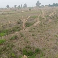 ارض زراعيه • ٣ دوانم • خلف الطمر الصحي