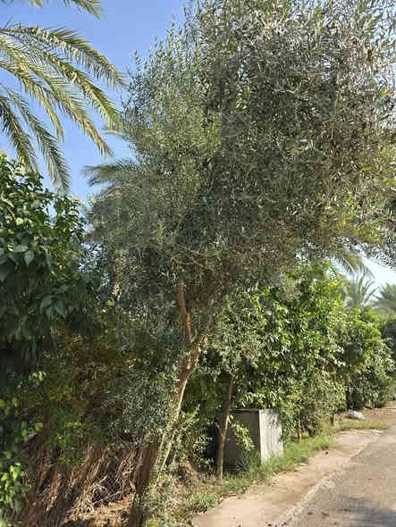 سلام عليكم ورحمة الله
اذا عندك شجره زيتون فحل ماتحمل خابرنة احنهة نشلعها اي شجرة مضايقه البيت او ماتفيدك ماتريدها خابرنه نقلعهه وناخذهه بدون ماتدفع اي تكاليف كله علينه ***********
***********واتساب 
***********
