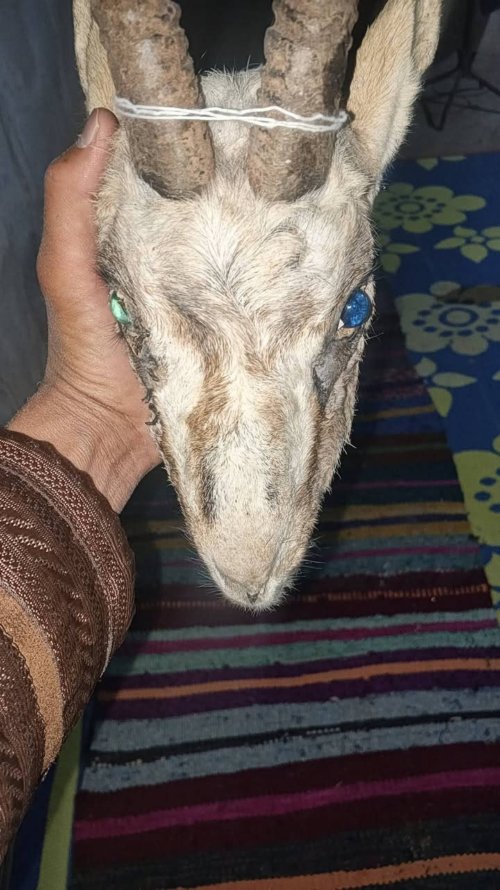 راس غزال محنط البيع تواصل خاص


**إذا كنت صاحب هذا الإعلان وتريد حذفه لأي سبب، رجاءا أرسل رسالة إلى الدعم الفني**