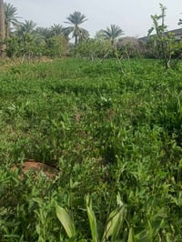 دونم • طريق السنيه • قرب معمل ألبان