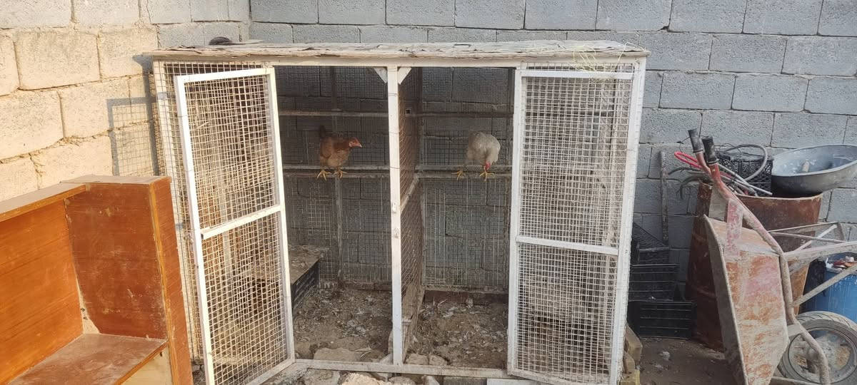 سلام عليكم قفص البيع مكان كربلاء الشبانات  طول 210 ارتفاع 150 عرض متر سعره 75 ***********
