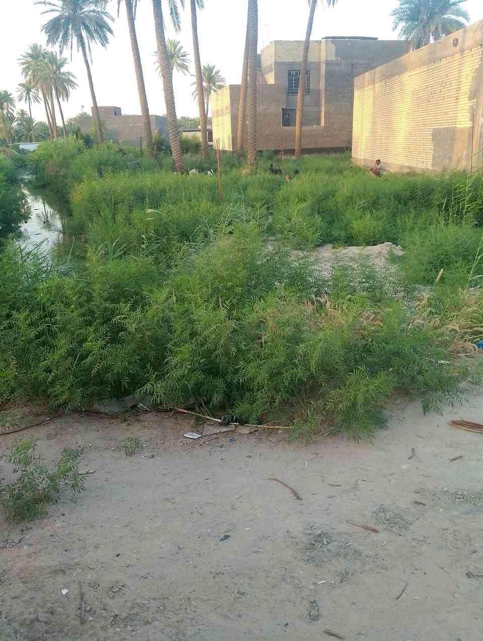 قطعه البيع 200متر على شارع العام طريق ابو جاسم يم شارع المشتل مقابيل حي الصدين بصف نهر  السعر 45مليون وبي مجال عنوان  مكتب  السعدي للعقار بابل المسيب طريق ابو جاسم قرب حي النوار مقابيل فرن صمون *********** واتساب
