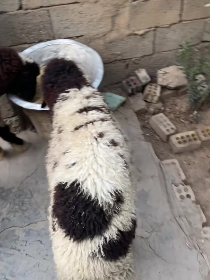 طليان اثنين للبيع نظيفات وسمان وتربية بيت
الشراي يتصل على الرقم ***********
بي وتساب
