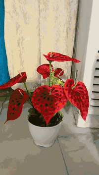 كل ماهو جديد من مجمع النرجس    #سعربلاش6قطع20الف_توصيل_مجاني_جميع_محاف...