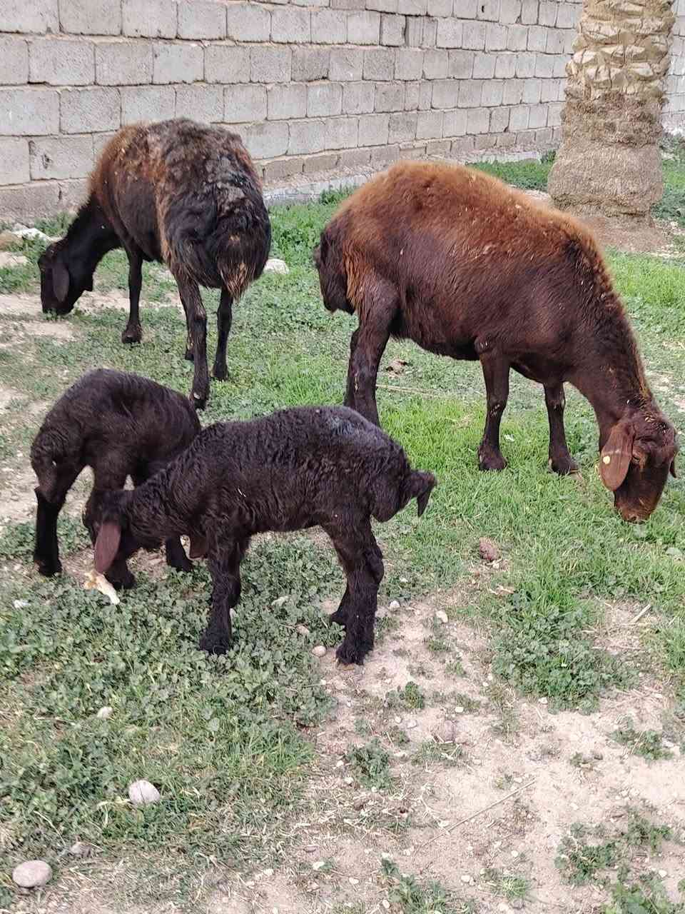 إسلام عليكم إخوان الجناية نعاج  مطافيل رقم واحد  العدد  2  نوع أيراني المكان بغداد التاجي خاص ماكو شراي يخابر  ‏‪***********‬‏
***********
