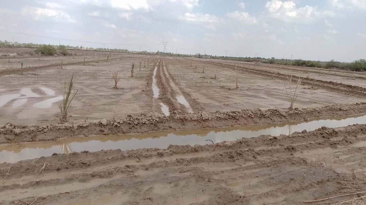 السلام عليكم للبيع ١١ دونم سند مشاتل ٤٥٥ قابل للتمليك حاليا مشتول نخيل برحي عدد ٣٠٠ نخله مكانه الصويره طريق المطار قرب سيطرة سيد احمد تبعد عن الشارع الرئيسي ٣٠٠ والأرض واجيه ١٢٠ متر ع طريق قيد الإنشاء سعر الدونم ١٣ مليون مع التحويل تلفون***********
