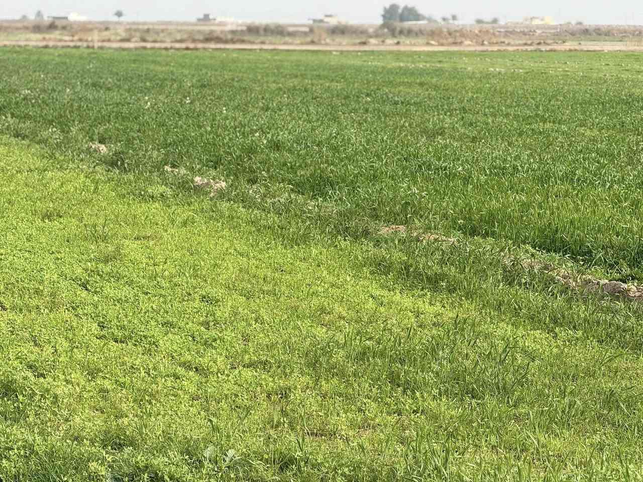 السلام عليكم ورحمة الله
ارض زراعية للبيع المساحة ٣٠ دونم طابو سند ٢٥ 

حق التصرف تحويل مباشر بنفس اليوم تتوفر جميع 

الخدمات إسالة كهرباء ماء سقي نهر خاص من دجله

الارض وجه شارع ١٢٠ م تبعد عن دجله ٥٠٠م وعن مركز

المدينه ٥الى ٦ كيلو المكان الصويره وسعر الدونم 15

مليون وبيها مجال انشالله للاستفسار اكثر الاتصال 

***********/. ***********

ملاحضه الارض تنباع من ١٠دونم فما فوق
