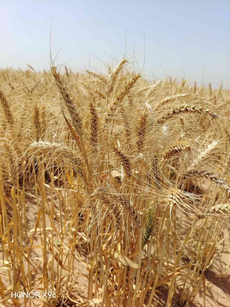 احجز بذور الحنطة من الآن.. محصول واعد ونظافة استثنائية من قلب الحقل! 🌱🌾
​تحية طيبة لكل مزارع ومحب للأرض،
لكل من يبحث عن بذور حنطة نقيّة وإنتاجية عالية للموسم القادم، نعلن عن فتح باب الحجز لبذار حنطة (وفية/بنت الكيس) الممتازة.
​المحصول حالياً في الأرض، والحصاد بإذن الله خلال اليومين القادمين. الصور المرفقة هي صور حية ومباشرة من الحقل لتشاهدوا جودة ونظافة السنابل بأنفسكم.
للشراء او الجز الاتصال على الرقم ***********
