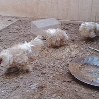 بيض • دجاج • متوفر