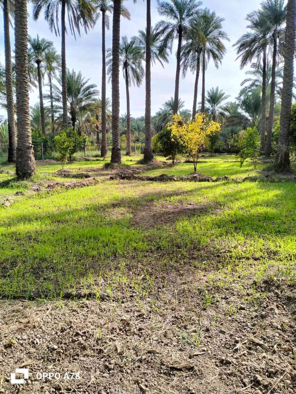 السلام عليكم
بسبب الوعود الوعود الكاذبة
تم اعادة النشر ..
نص دونم للبيع طابو سند (25) مسيج بالكامل ومعزول PRC ويتحول باسم المشتري بالطابو شرط

مساحة بالسند (1306) متر 
مرتبة (الواجهة 25 ونزال 50)

بيه تقريبا 22 نخلة وحمضيات واشجار

الموقع:
 الصويرة يبعد عن جسر الصويرة تقريبا 2 كيلو بالنزله مال جحيشات مال شيطرة بضهر الكهوة قريب على مضيف الشيخ عدنان وقريبه علي الكهرباء والمي مشترك مع باقي المزارع وبي حاليا فلاح لازم البستان كله ومداري والصور توضح كلشي

سعر البستان (((70))) مليون وبي مجال 

اي اسالة او استفسار على الرقم ***********
او 
***********
