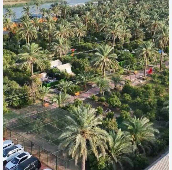 ١٣ دونم طابو زراعي ملك صرف يحتوي على ٦٠٠ نخلة انواع التمور برحي خستاوي وزهدي واردها السنوي من التمور  اكثر من ٢٥ مليون وارد سنوي اضافة الى زراعة الجت والبريسم واردها شهريا ٢مليون دنيار ايجار لاصحاب المواشي الواجه ٦٠٠ متر النزال ٨٠ متر شاطية شارع حولي عليها تبليط الخدمات كاملة كهرباء مي كذلك سقي من شط دجلة السعر  الدونم ٣٠٠ مليون المكان مركز مدينة الصويرة تصلح مزرعة او حقل دواجن او تربية المواشي كذلك تقتطع اراضي للبيع او مزارع رقم وتساب لمعرفة التفاصيل ***********
