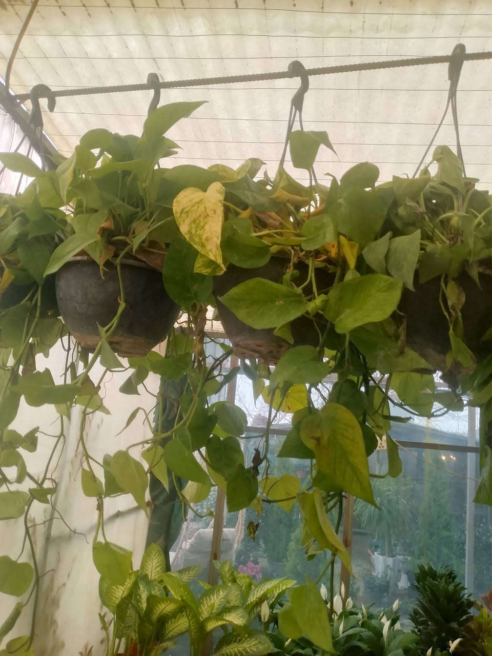 أهلاً بك في مشتل ميرنا، حيث نؤمن أن كل بذرة هي وعد بحياة خضراء، وكل نبتة هي حكاية نمو نرويها معك. نحن لسنا مجرد مكان لبيع الشتلات، بل نحن شركاؤك في تحويل مساحاتك الخاصة إلى جنات غناء تنبض بالحيوية والجمال.
🌿 رؤيتنا في مشتل ميرنا
في مشتل ميرنا، نسعى لأن نكون الوجهة الأولى لكل عشاق الطبيعة والجمال. نجمع بين الخبرة الزراعية العميقة واللمسة الفنية المعاصرة لنقدم لكم مجموعة مختارة بعناية من النباتات التي تناسب مناخنا وتضفي لمسة من السحر على منازلكم وحدائقكم.
🌱 ما الذي يميزنا؟
نحن في مشتل ميرنا ندرك أن النبات يحتاج إلى أكثر من مجرد ماء؛ إنه يحتاج إلى العناية والشغف. إليك ما نقدمه:
تنوع استثنائي: نوفر تشكيلة واسعة تشمل الأشجار المثمرة، زهور الزينة الموسمية، والنباتات الداخلية (الظلية) النادرة.
جودة تضمن الاستدامة: شتلاتنا تخضع لرقابة زراعية دقيقة، مما يضمن لك نباتات قوية، خالية من الآفات، وجاهزة للازدهار في بيئتها الجديدة.
استشارات زراعية متخصصة: فريقنا ليس مجرد بائعين، بل هم خبراء زراعيون مستعدون للإجابة على تساؤلاتكم حول طرق الري، التسميد، واختيار الموقع الأمثل لكل نبتة.
تنسيق الحدائق (Landscaping): نساعدك في تصميم وتنسيق حديقة أحلامك، سواء كانت حديقة منزلية صغيرة أو مساحة خضراء واسعة، مع مراعاة التوازن البصري والاحتياجات البيئية.      توصيل كافة أحياء اربيل 
تواصل مشتل ميرنأ /***********.        ***********
بي سعار مناسبه جدن زورونا تجدون ما يسركم
