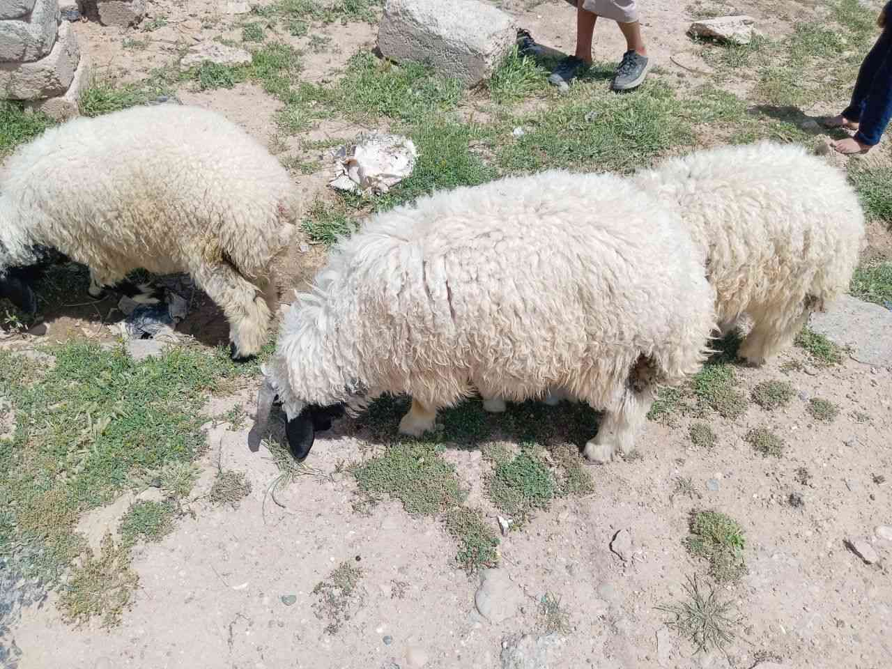 طليان للبيع فول خشنات العدد 3 انضاف رقم وحد فول خشنن يرهم جنيه للدبح شراي يتصل على راقمي ***********. ***********
موصل
