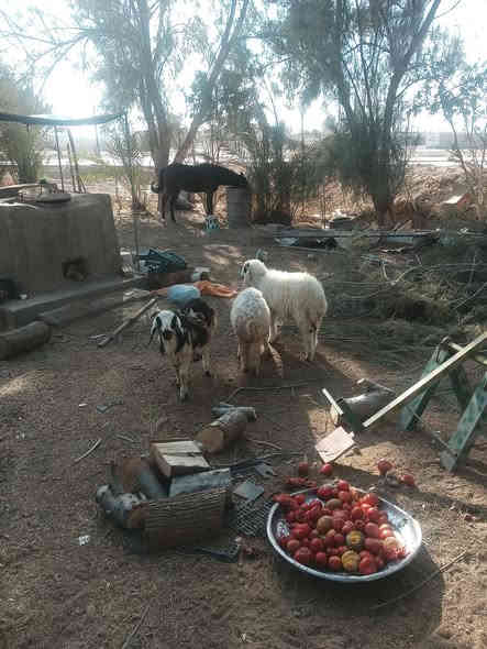 متاح طليان مال ربط عنواني الدور ***********
