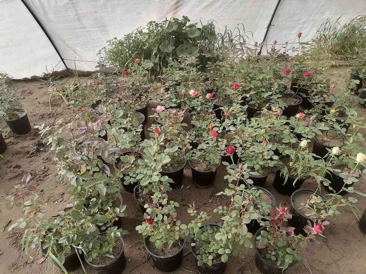 السلام عليكم يتوفر ورد جوري عراقي عطري.  والورد الإيراني اللوان في مشتل الرحمن العنوان محموديه مقابل معمل البسكت الحمراء اهلا وسهلا بالجميع***********
