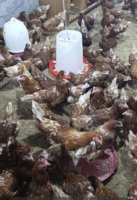 دجاج بياض • دجاج • دواجن • طيور • بيع • دجاجة • فراخ