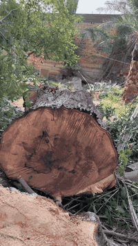 كص وتقطيع الاشجار والنخيل في جميع اقضيه ونواحي  محافظة ذي قار. اتصال *********** --*********** اسعد
