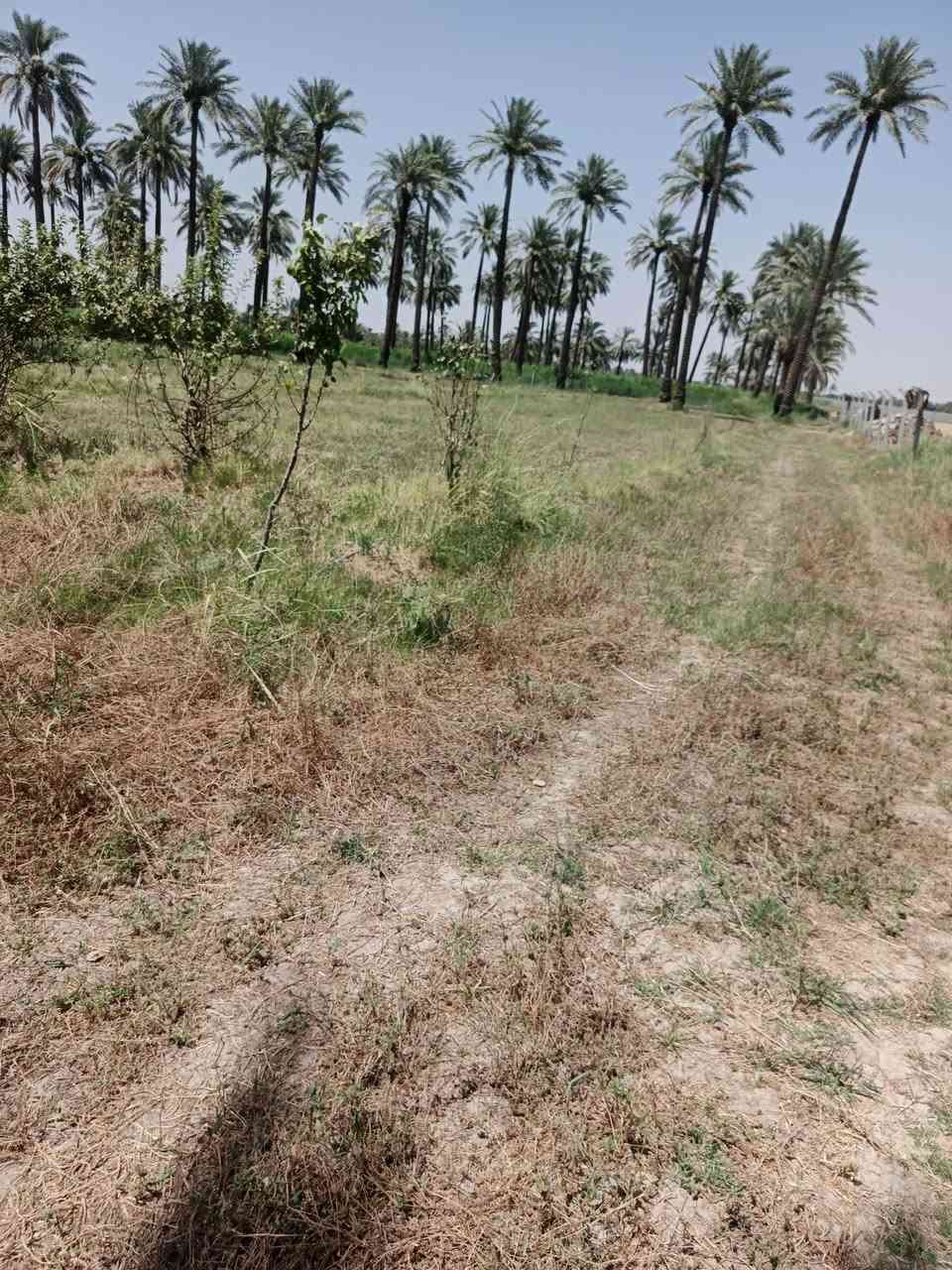 يا الله سلام عليكم قطعه ارض البيع طابو سند ٢٥  تحويل مباشر  طابو المدائن
المساحة  ١٧٠٠ متر ثاني قطعه عن سده 
الوجهة ٣٥ متر

العنوان المدائن منطقة جعاره ترهم مزارعه 

موقع جدا راقي كله خضار قرب نهر دجلة 

الاستفسار اتصال برقم ***********
