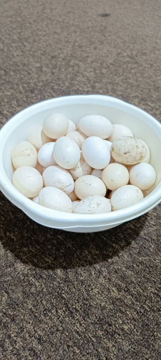 السلام عليكم متاح بيض من هاذ الحلال مده التخزين من يوم الى ١٠ ايام سعر البيضه اللفين ٢٠٠٠ مكاني ابو الخصيب طريق الوسطي


**إذا كنت صاحب هذا الإعلان وتريد حذفه لأي سبب، رجاءا أرسل رسالة إلى الدعم الفني**