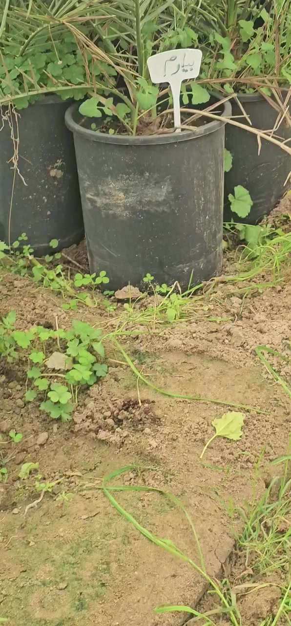 بيارم  حجم  دبل دبل سنتين يحمل 
السعر ١٥٠ الف
زاملي  ١٥٠ الف 
ابو الهول افخر التمور التجاريه  ١٥٠ الف 
 لون التمر الاسود هو  ابو الهول 
والصوره الثانيه هو البيارم

للحجز
***********
بابل السريع الدولي كيش ركبة الجسر كيش
