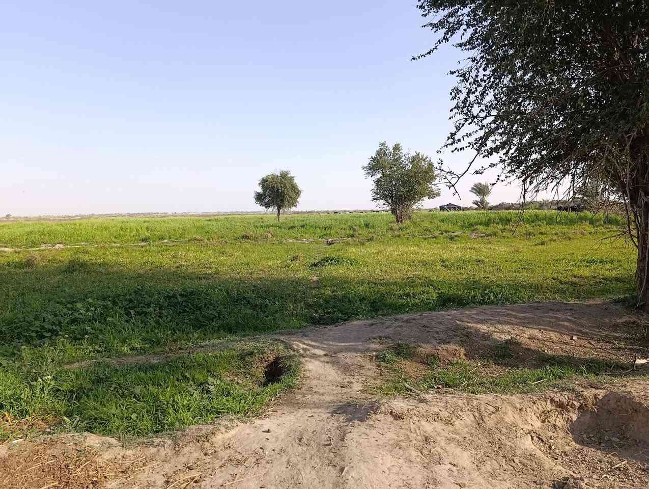 السلام عليكم،،،
ارض زراعي للبيع،المساحه35دونم+بيت ونخل40،ماءكهرباء شارع تبليط وشارع ترابي العنوان قظاءالشطره ع جيهت حي الزهراء تعبر سيدعقيل السعر97 مليون وبيها مجال للستفسار ع الرقم فقط***********
