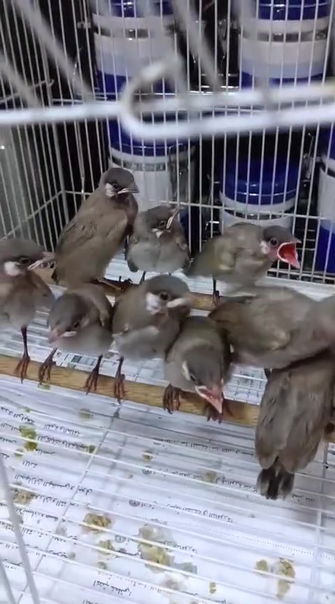 هسه وصلت الوجبه اليريد خلي يجي ياخذ بلابل صغار ربع ذيل ونص سعر التك 20 الزوج 35 قفل بلابل خشنات وحلوات شرط ابيعلك ضمان الصحه العدد قليل بل عافيه على الياخذمن هذني اخوان رجاء اخوي لاتعاملني اسعار قفل  العنوان بغداد الامين الثانيه  وبل عافيه على الياخذذ من عدهن  للستفسار راسلني واتساب وبخدمتك *********** فقط واتساب يشتغل الخط مغلق
