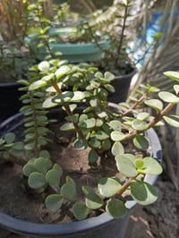 شتلات • ٨ قطع • توصيل بغداد