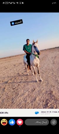 فرس عربية • ٥ سنوات • خياله خير
