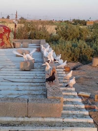 بلابل • رافل ١٨ • للبيع