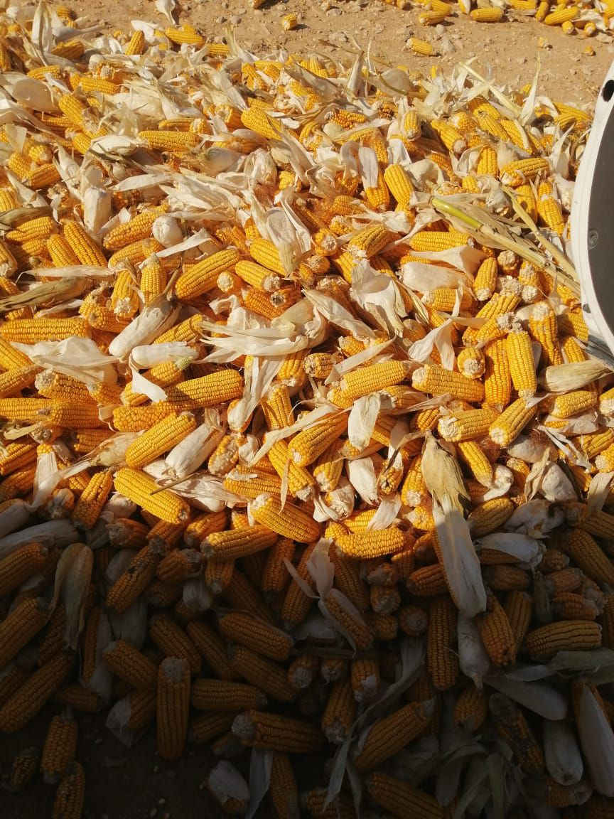 السلام عليكم يوجد صفيرة للبيع ناشفة كمية خير من الله والشراي يتفضل الرقم ***********
